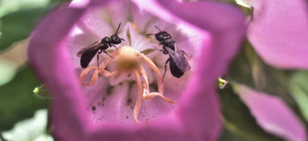 Paesaggistica-Naturalistica